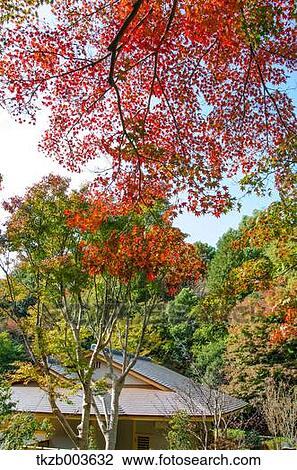 Autumn leaves View Large Photo Image Stock Image - Autumn leaves. Fotosearch