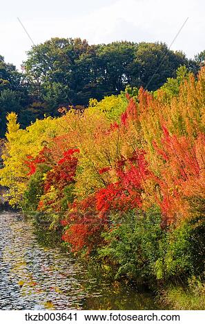 Stock Image - Autumn leaves. Fotosearch