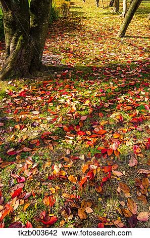 Stock Image - Autumn leaves. Fotosearch