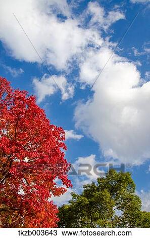 Stock Image - Autumn leaves. Fotosearch