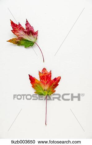 Stock Image - Autumn leaves. Fotosearch