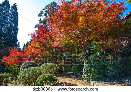 Stock Image - Autumn leaves. Fotosearch