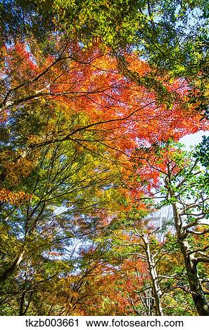 Autumn leaves View Large Photo Image Stock Image - Autumn leaves. Fotosearch