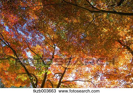 Autumn leaves View Large Photo Image Stock Image - Autumn leaves. Fotosearch