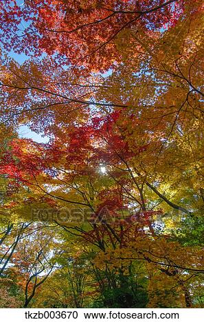 Autumn leaves View Large Photo Image Stock Image - Autumn leaves. Fotosearch