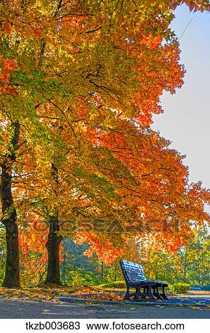 Stock Image - Autumn leaves. Fotosearch