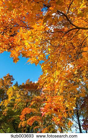 Stock Image - Autumn leaves. Fotosearch