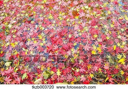 Autumn leaves View Large Photo Image Stock Image - Autumn leaves. Fotosearch