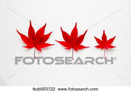 Autumn leaves View Large Photo Image Stock Image - Autumn leaves. Fotosearch