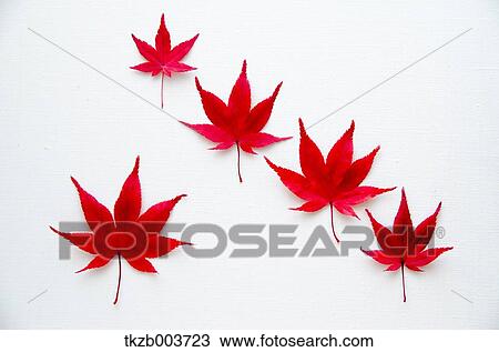 Autumn leaves View Large Photo Image Stock Image - Autumn leaves. Fotosearch