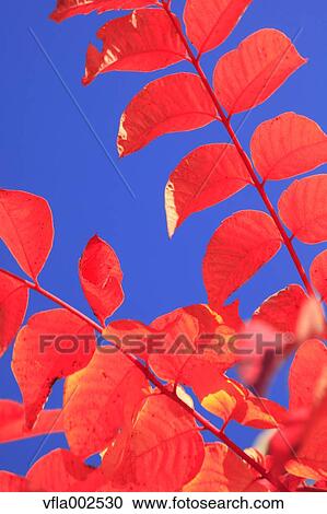 Autumn leaves View Large Photo Image Stock Image - Autumn leaves. Fotosearch