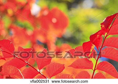 Autumn leaves View Large Photo Image Stock Image - Autumn leaves. Fotosearch