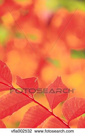 Autumn leaves View Large Photo Image Stock Image - Autumn leaves. Fotosearch
