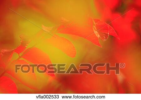 Stock Image - Autumn leaves. Fotosearch