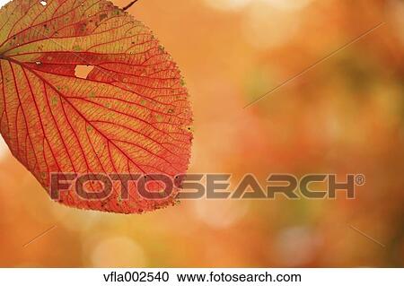 Stock Image - Autumn leaves. Fotosearch