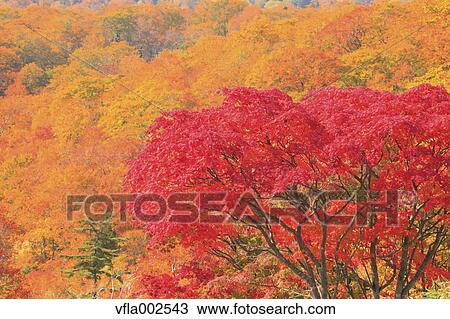 Autumn leaves View Large Photo Image Stock Image - Autumn leaves. Fotosearch