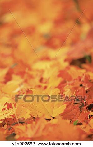 Stock Image - Autumn leaves. Fotosearch