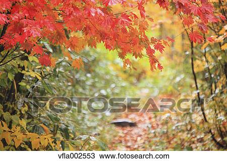 Stock Image - Autumn leaves. Fotosearch