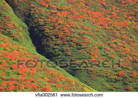 Autumn leaves View Large Photo Image Stock Image - Autumn leaves. Fotosearch