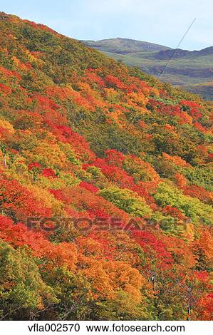 Autumn leaves View Large Photo Image Stock Image - Autumn leaves. Fotosearch
