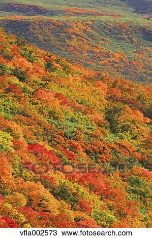Autumn leaves View Large Photo Image Stock Image - Autumn leaves. Fotosearch