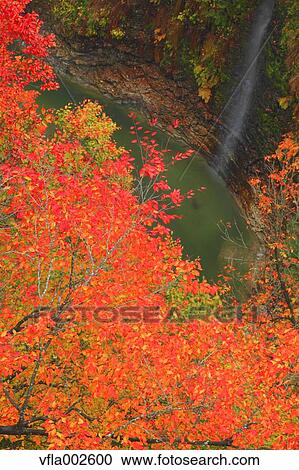 Autumn leaves View Large Photo Image Stock Image - Autumn leaves. Fotosearch