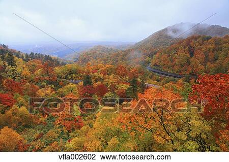 Autumn leaves View Large Photo Image Stock Image - Autumn leaves. Fotosearch