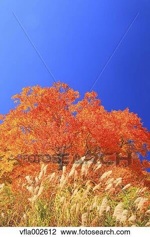 Stock Image - Autumn leaves. Fotosearch