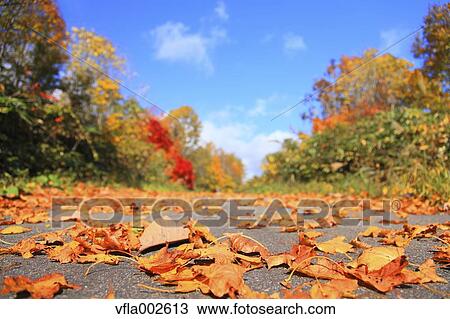 Autumn leaves View Large Photo Image Stock Image - Autumn leaves. Fotosearch