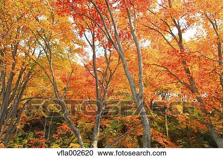 Autumn leaves View Large Photo Image Stock Image - Autumn leaves. Fotosearch