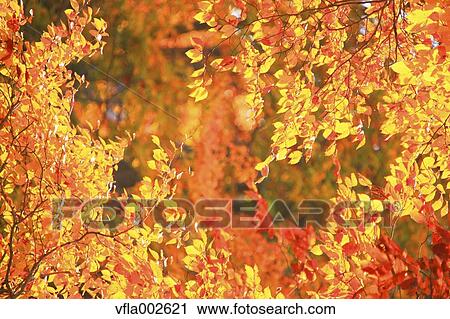 Autumn leaves View Large Photo Image Stock Image - Autumn leaves. Fotosearch