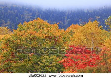 Autumn leaves View Large Photo Image Stock Image - Autumn leaves. Fotosearch
