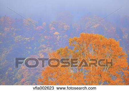 Autumn leaves View Large Photo Image Stock Image - Autumn leaves. Fotosearch