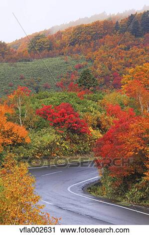 Stock Image - Autumn leaves. Fotosearch