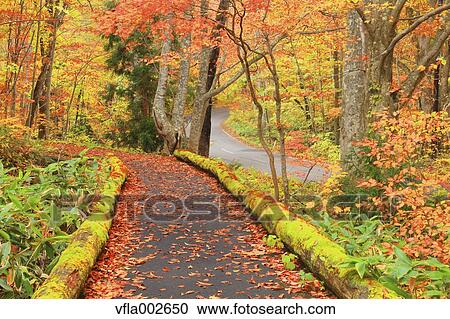 Autumn leaves View Large Photo Image Stock Image - Autumn leaves. Fotosearch