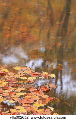 Autumn leaves View Large Photo Image Stock Image - Autumn leaves. Fotosearch