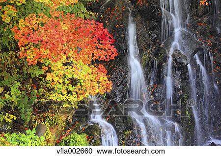 Autumn leaves View Large Photo Image Stock Image - Autumn leaves. Fotosearch