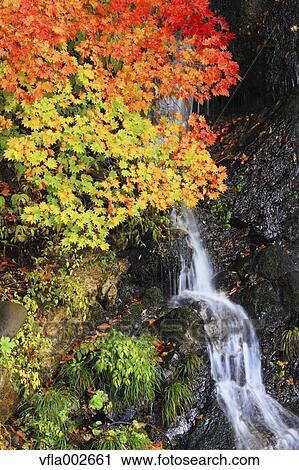 Autumn leaves View Large Photo Image Stock Image - Autumn leaves. Fotosearch