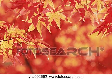 Stock Image - Autumn leaves. Fotosearch