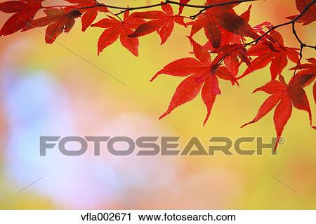 Autumn leaves View Large Photo Image Stock Image - Autumn leaves. Fotosearch