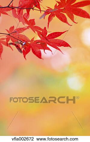 Autumn leaves View Large Photo Image Stock Image - Autumn leaves. Fotosearch