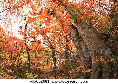 Stock Image - Autumn leaves. Fotosearch