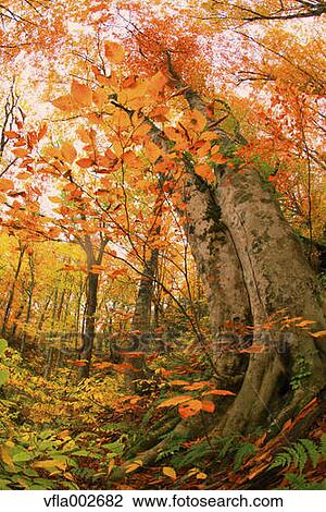 Autumn leaves View Large Photo Image Stock Image - Autumn leaves. Fotosearch