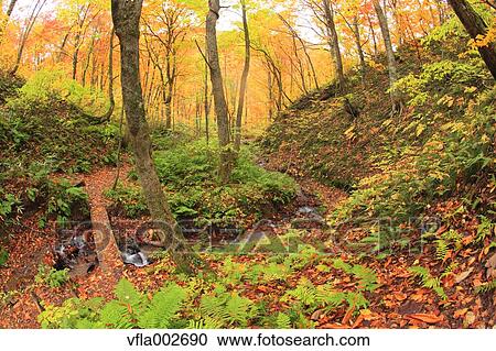 Autumn leaves View Large Photo Image Stock Image - Autumn leaves. Fotosearch