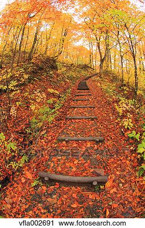 Stock Image - Autumn leaves. Fotosearch