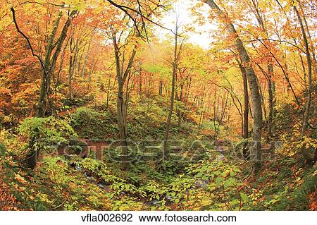 Autumn leaves View Large Photo Image Stock Image - Autumn leaves. Fotosearch