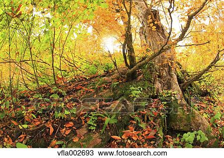 Autumn leaves View Large Photo Image Stock Image - Autumn leaves. Fotosearch