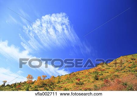 Stock Image - Autumn leaves. Fotosearch