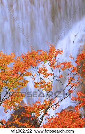 Autumn leaves View Large Photo Image Stock Image - Autumn leaves. Fotosearch