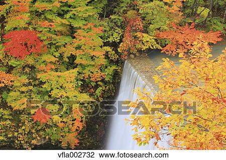 Autumn leaves View Large Photo Image Stock Image - Autumn leaves. Fotosearch